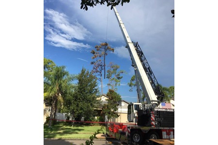 Dead pine removal with 110 ton crane, West Melbourne