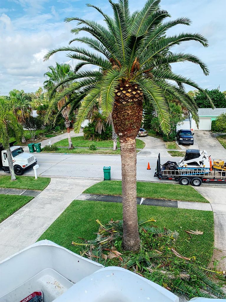 leaf trimmings surrounding the base of a tall palm tree