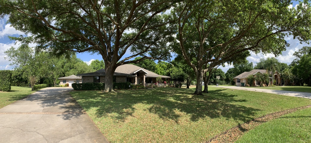 several very large trees in front of a single family home